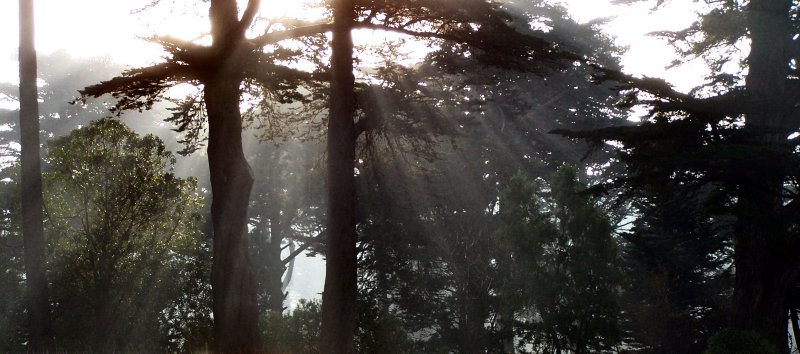 Sun breaking thru the fog in the park