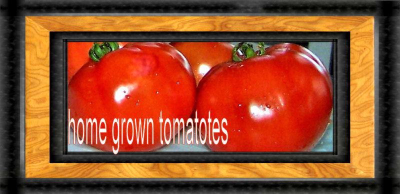 Toms tomatoes 2005.jpg