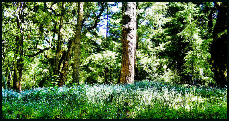 Spring in the woods.jpg