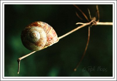 Funambule...