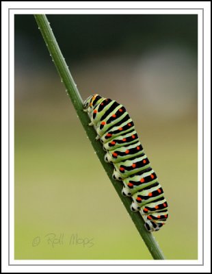 Chenille Papilio machaon