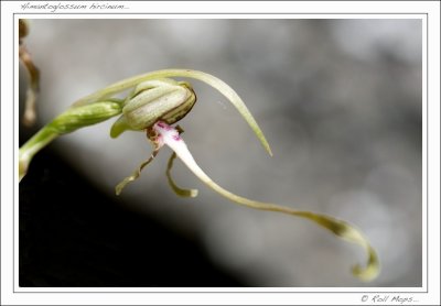 Himantoglossum hircinum...