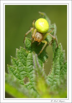 Arachnides...