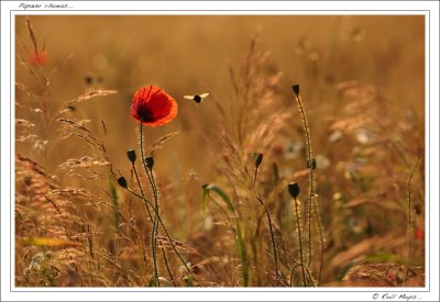 Papaver rhoeas...