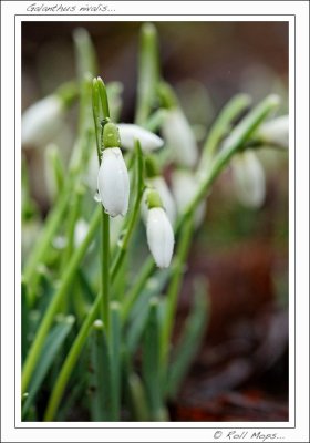 Perce Neige...