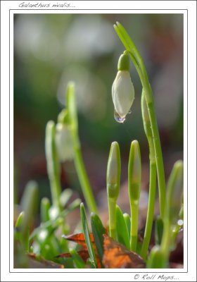 Galanthus novalis...