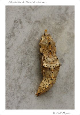 Pieris brassicae...