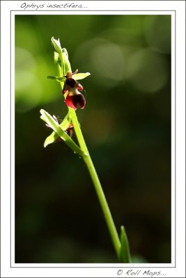 Ophrys insectifera...