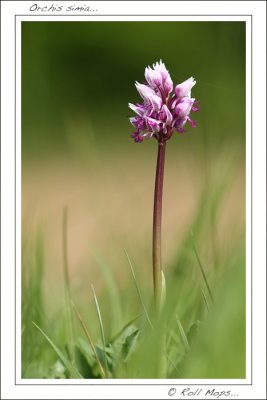 Orchis simia...