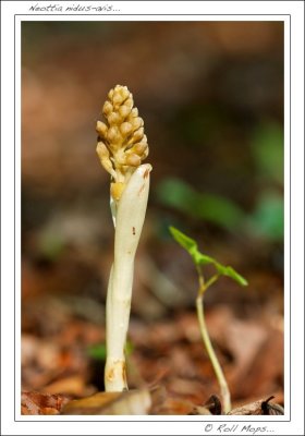 Neottia nidus-avis...