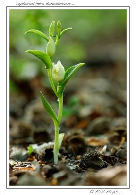 Cephalanthera damasonium...