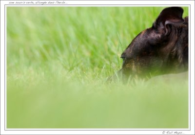 une souris verte allonge dans l'herbe...