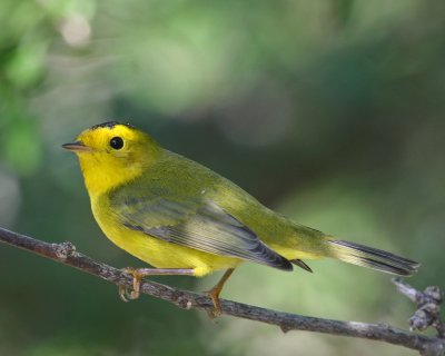 Warbler, Wilson's