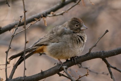 Canyon Towhee at Big Bend National Park