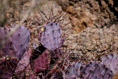 Purple Cactus