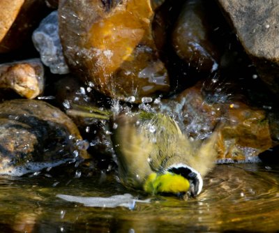 Common Yellowthroat taking a bath