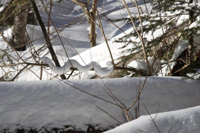 A rarely seen snow snake!