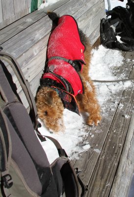 Even after doing both North and South Twin with his group of hikers, this little guy was still enjoying playing in the snow!