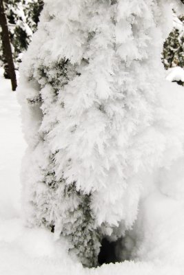 Rime ice feathers