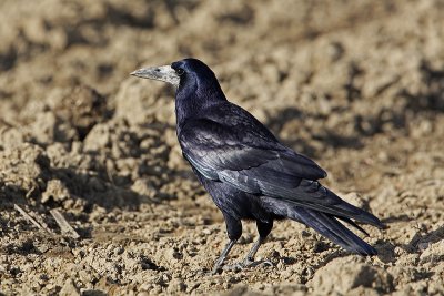 Poljska vrana/Rook Corvus