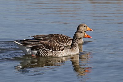 Siva gos/Greylag goose_MG_9856-1.jpg