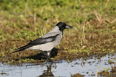 Siva vrana/Hooded crow
