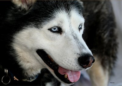 Prince1.jpg