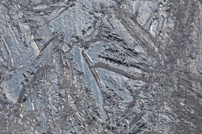 Bird in ice_MG_6406.jpg