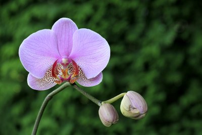 Orhideja 1.jpg