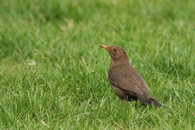 IMG_0217.jpg