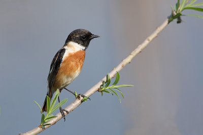 Prosnik/Stonechat