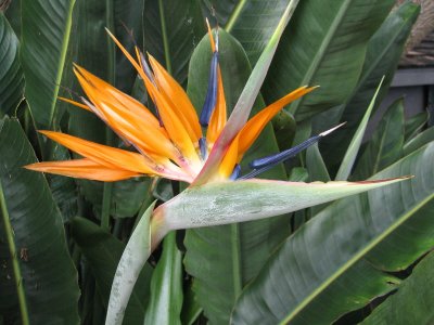 BirdofParadise502.jpg