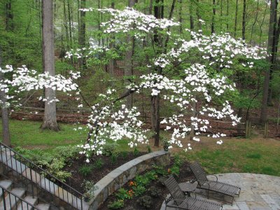 Dogwood