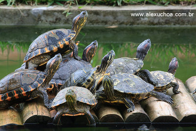 Jardim Botanico, Rio de Janeiro 6202.jpg