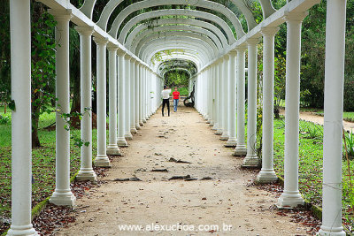 Jardim Botanico, Rio de Janeiro 6253.jpg