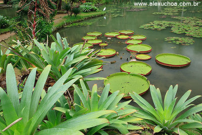 Jardim Botanico, Rio de Janeiro 6267.jpg