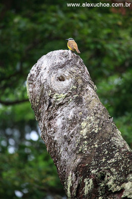 Jardim Botanico, Rio de Janeiro 9750.jpg