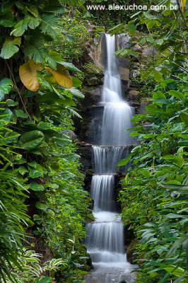 Jardim Botanico, Rio de Janeiro 9778.jpg