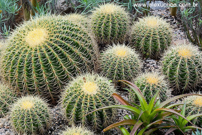 Jardim Botanico, Rio de Janeiro 9786.jpg