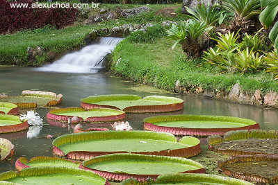 Jardim Botanico, Rio de Janeiro 9674.jpg