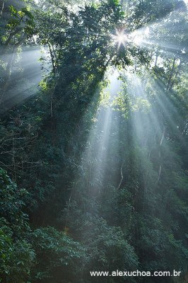 Floresta da Tijuca, Rio de Janeiro 5628