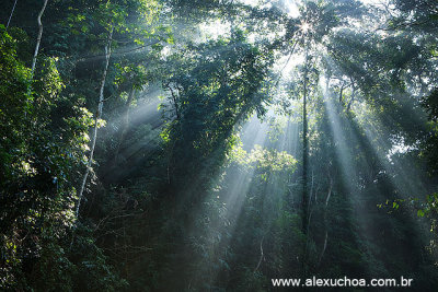 Floresta da Tijuca, Rio de Janeiro 5633