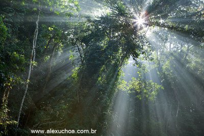 Floresta da Tijuca, Rio de Janeiro 5645 (1).jpg