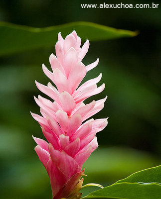 Guarairanga, Cidade das Flores, Ceara 8489