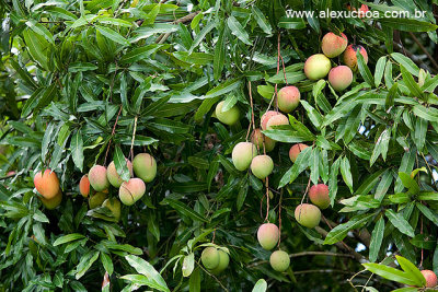 Mangueira carregada de mangas, em Guaramiranga, Ceara 8533