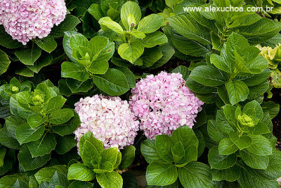 Hortensias, Guaramiranga, Ceara 8506