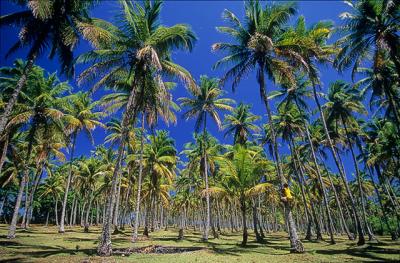 Nativo subindo coqueiro na Ilha de Boipeba - Praia da Cueira