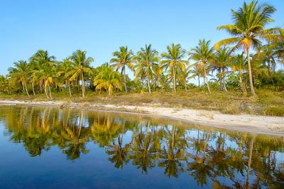 reflexo do coqueiral em Mara