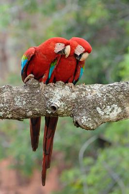 casal de araras vermelhas, Pantanal, MT