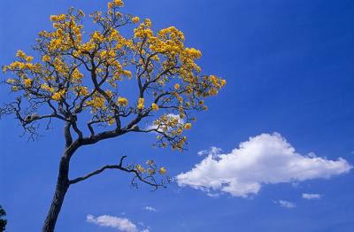 g3/11/141711/3/52877327.ipeamarelohorizontal.jpg